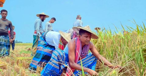 রংপুরে কৃষকের ধান কাটা ও মাড়াই করে দিলেন মহানগর কৃষকলীগ