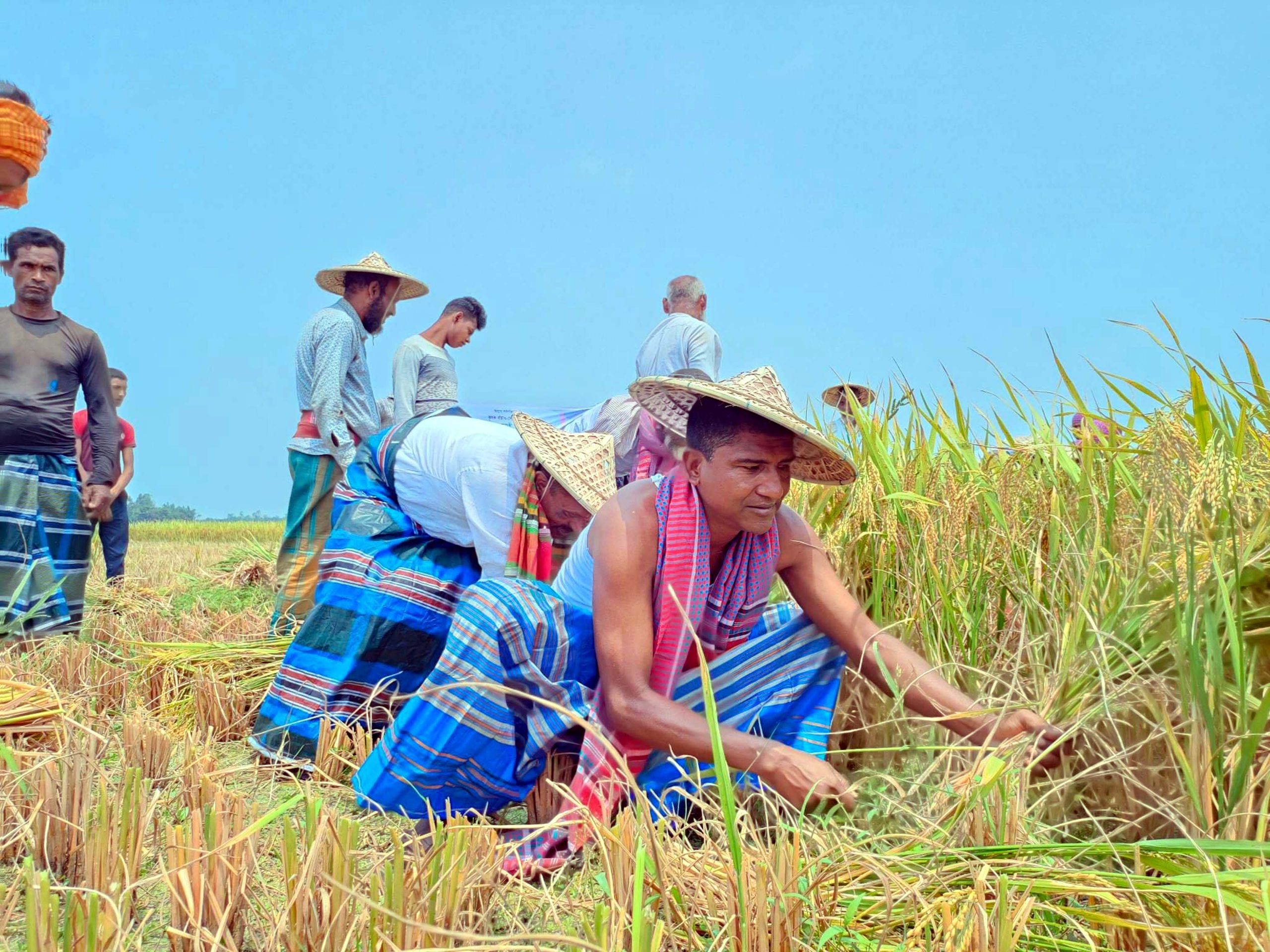 রংপুরে কৃষকের ধান কাটা ও মাড়াই করে দিলেন মহানগর কৃষকলীগ