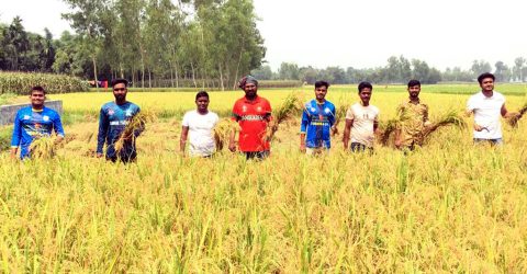 রংপুরে ১০০ শতক জমির ধান কাটা ও মাড়াই করে দিলেন ছাত্রলীগ