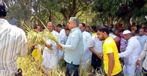 মিঠাপুকুর উপজেলা ছাত্রলীগের উদ্যোগে ধানকাটা কর্মসূচি পালিত