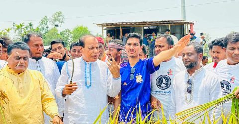 মিঠাপুকুরে ছাত্রনেতা সিয়ামের উদ্যোগে কৃষকের ধান কেটে মাড়াই
