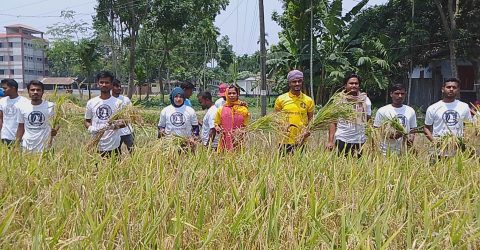 কৃষকের ধান কেটে বাড়ি পৌঁছে দিলো কাউনিয়া উপজেলা ছাত্রলীগ