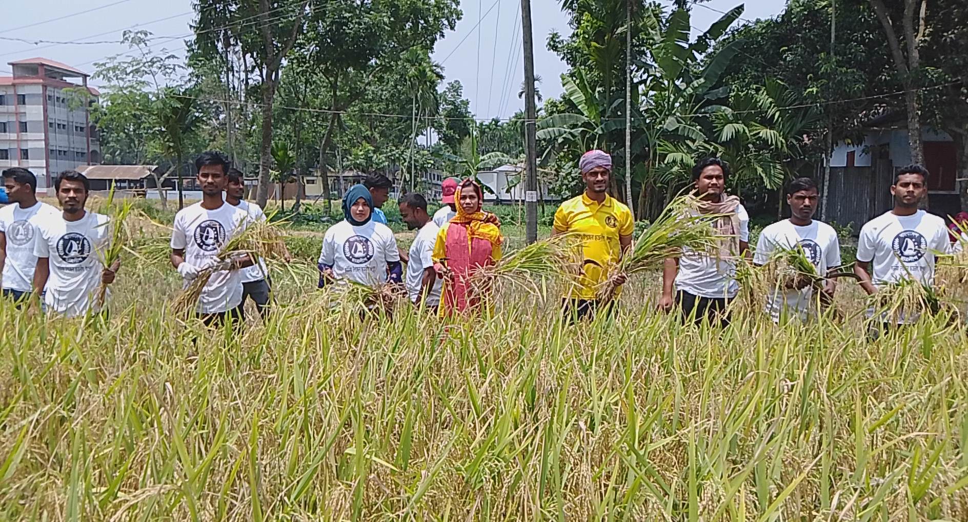 কৃষকের ধান কেটে বাড়ি পৌঁছে দিলো কাউনিয়া উপজেলা ছাত্রলীগ