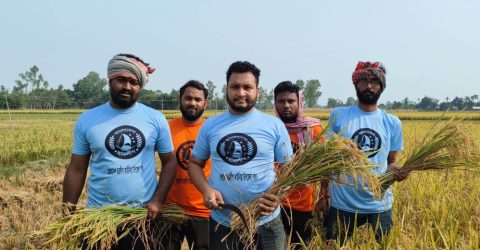দারিদ্র কৃষকের ধান কেটে দিল কাউনিয়া উপজেলা ছাত্রলীগ।