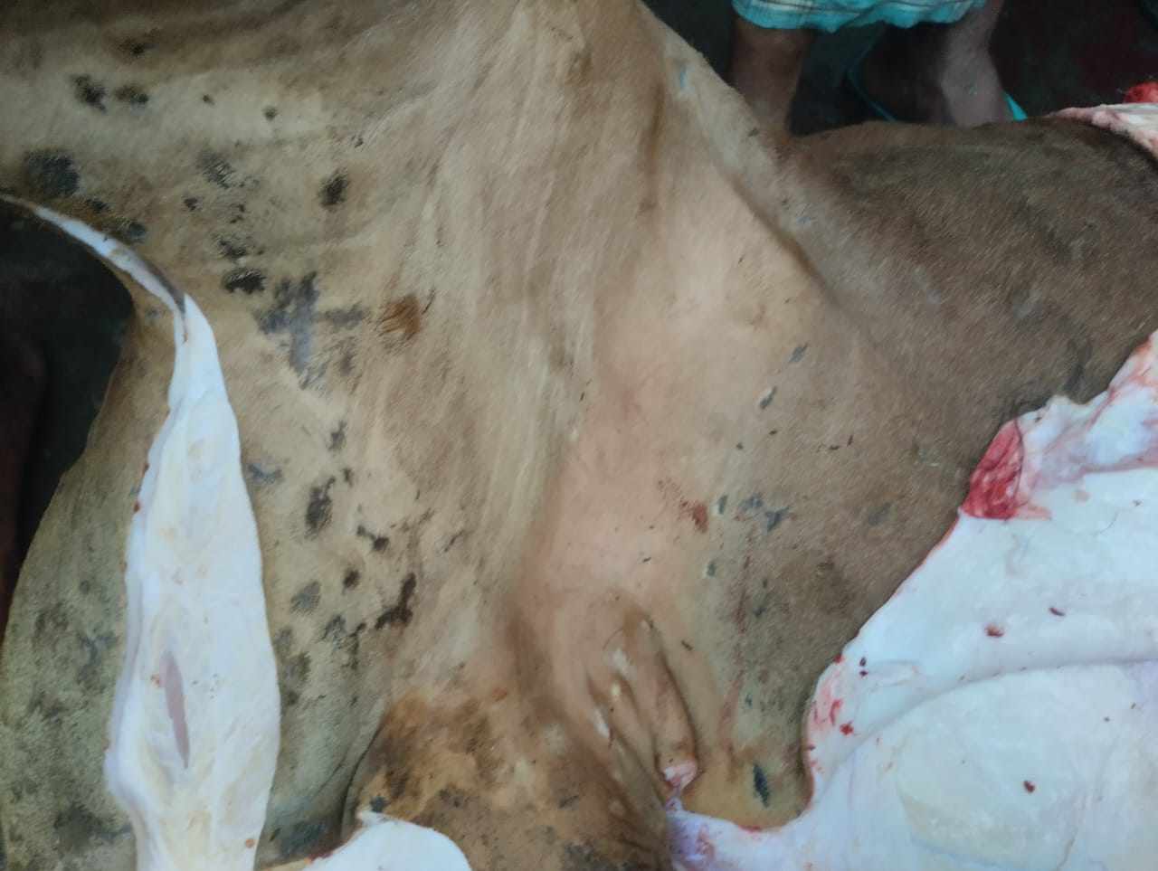 মিঠাপুকুরে ল্যাম্পি স্কিনে আক্রান্ত গরুর মাংস বিক্রি