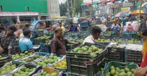 পাড়া শুরু হয়েছে হাঁড়িভাঙা আম :বাণিজ্য সম্ভাবনা ৩০০ কোটি