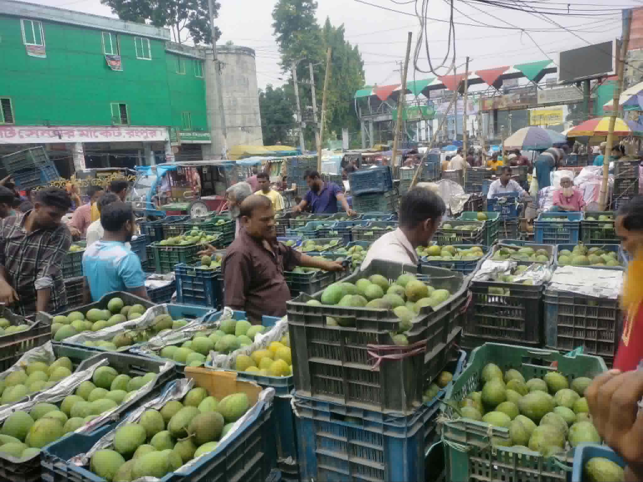 পাড়া শুরু হয়েছে হাঁড়িভাঙা আম :বাণিজ্য সম্ভাবনা ৩০০ কোটি
